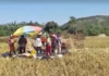 Kinakurang ti danum ita a tiempo ti El Niño, agtaltalinaed a karit kadagiti mannalon ditoy probinsiya ti La Union
