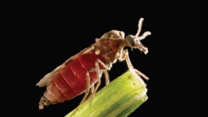kaunaan-kaso-ti-shamonda-virus-iti-tao-nailista-sadiay-france-pasyente-natay