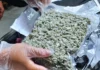 P24.79-M a gatad ti marijuana kush, nakumpiskar idiay NAIA; amerikano arestado