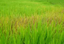 Mga pananim na palay sa ilang bahagi ng Bicol, nagsimula ng salakayin ng mga peste sa pagpasok ng tag-init