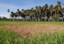 Pinsala ng El Niño sa mga pananim sa Albay umaabot na sa P254M; Provincial government hindi pa rin magdedeklara ng state of calamity