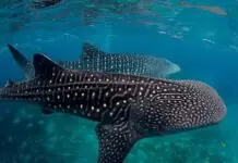 Turismo sa Sorsogon, buhay na buhay ngayong summer season
