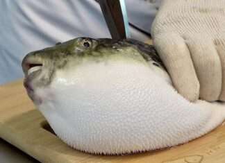 Butete o Puffer fish
