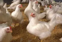 Grower chickens na ipapamigay sa mga naapektuhan ng ASF sa Tiwi, Albay inihahanda na grower chicken