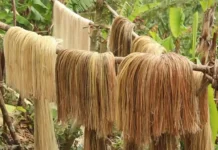 Danyos kan bagyong Kristine sa sektor kan abaca, dae pa naisasapinal abaca industry in Catanduanes