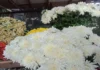 Presyo kan burak sa Legazpi, naglangkaw antes an Undas bulaklak para sa Undas