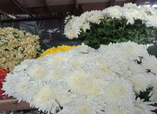 Presyo kan burak sa Legazpi, naglangkaw antes an Undas bulaklak para sa Undas