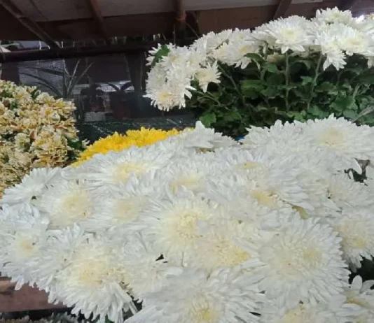 Presyo kan burak sa Legazpi, naglangkaw antes an Undas bulaklak para sa Undas