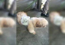 Legazpi CPS, pinagirumduman an mga pet owners na magin responsable nganing maibitaran an pagkawara kan saindang mga ataman
