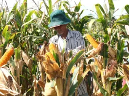 President Marcos, nilangkawan an import quota kan Mais sa 500,000 metric tons
