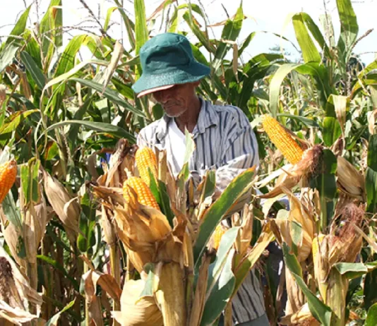President Marcos, nilangkawan an import quota kan Mais sa 500,000 metric tons