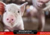 Provincia kan Albay, ASF-free na kasunod kan mga negatibong test results