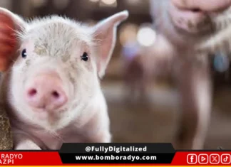 Provincia kan Albay, ASF-free na kasunod kan mga negatibong test results