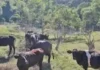Kaenot-enoting kaso nin Shamonda virus sa tawo, nairehistro sa France; pasyente, binawian nin buhay