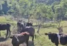 Kaenot-enoting kaso nin Shamonda virus sa tawo, nairehistro sa France; pasyente, binawian nin buhay