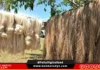 Probinsya kan Catanduanes, Direktang Babakal ki Abaka sa Paraoma sa Presyong Higit P100