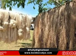 Probinsya kan Catanduanes, Direktang Babakal ki Abaka sa Paraoma sa Presyong Higit P100