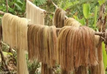 PHILFIDA Catanduanes naglatag nin mga plano sa abacaleros para sa posibleng epekto kan El Niño