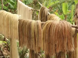 PHILFIDA Catanduanes naglatag nin mga plano sa abacaleros para sa posibleng epekto kan El Niño
