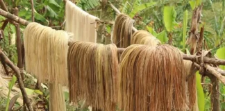 PHILFIDA Catanduanes naglatag nin mga plano sa abacaleros para sa posibleng epekto kan El Niño