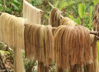 PHILFIDA Catanduanes naglatag nin mga plano sa abacaleros para sa posibleng epekto kan El Niño