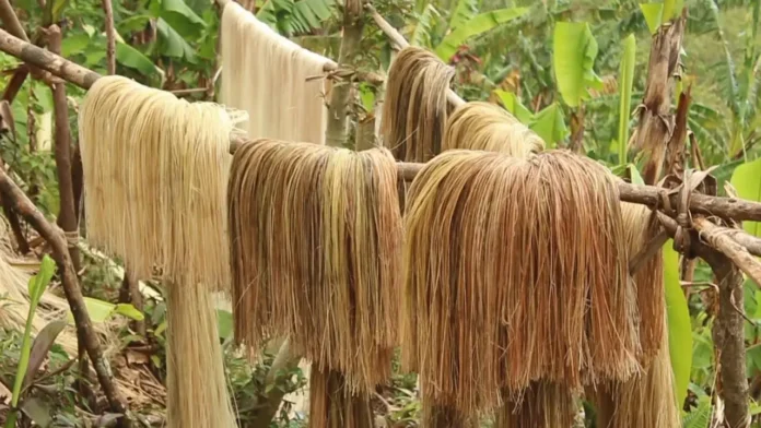 Philippine-Abaca-1