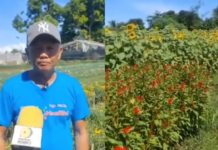 Mga tanom na burak sa Pacol Naga City ready na para sa Flores de Octobre