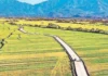 DA asin Civil Society Groups, Nagtarabangan para sa Tamang Pagpagibo nin mga Farm-to-Market Road