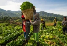 DA, hinihikayat an mga OFW na maglaog sa Agribusiness para sa matatag na kabuhayan