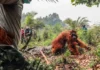 Dose-dosenang Orangutan, Nailigtas sa mga Kasulo sa Indonesia