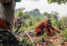Dose-dosenang Orangutan, Nailigtas sa mga Kasulo sa Indonesia