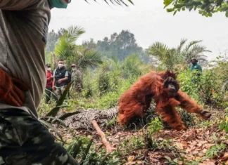 Dose-dosenang Orangutan, Nailigtas sa mga Kasulo sa Indonesia