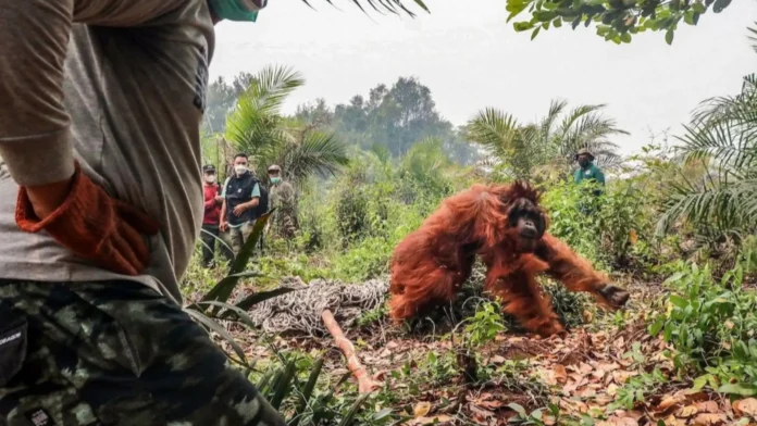 dose-dosenang-orangutan-nailigtas-kasulo-indonesia