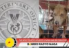 Mga hayop na na-Impound sa Naga City, nasa kustodiya kan Naga City Veterinary Office
