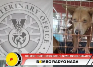 Mga hayop na na-Impound sa Naga City, nasa kustodiya kan Naga City Veterinary Office