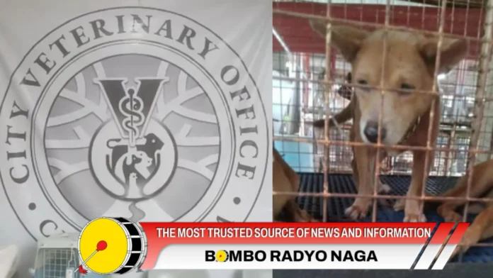 hayop-na-impound-naga-city-nasa-kustodiya-kan-naga-city-veterinary-office