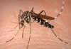 Labing 4,000 kaso nin dengue, naitala sa Maynila