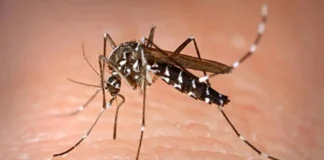 Labing 4,000 kaso nin dengue, naitala sa Maynila