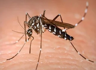 Labing 4,000 kaso nin dengue, naitala sa Maynila