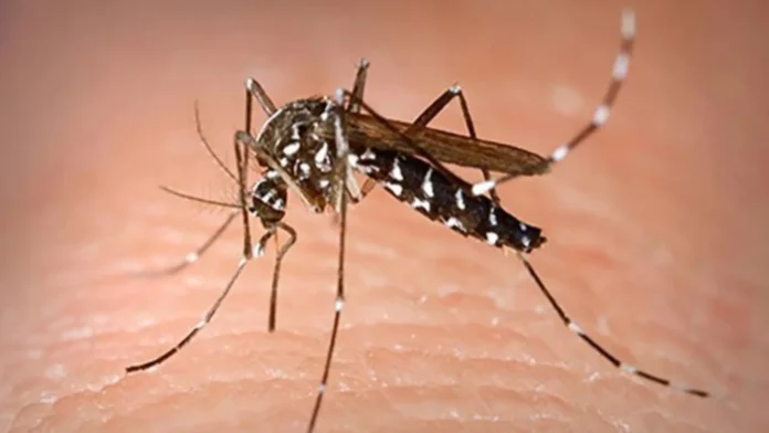 labing-4000-kaso-nin-dengue-naitala-maynila