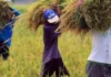 Amay na perwisyo kan El Niño sa agrikultura, ikinakabahala; Domino Effect sa ekonomiya asin Food Security, posibleng Mangyari
