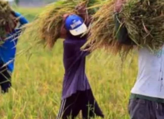 Amay na perwisyo kan El Niño sa agrikultura, ikinakabahala; Domino Effect sa ekonomiya asin Food Security, posibleng Mangyari