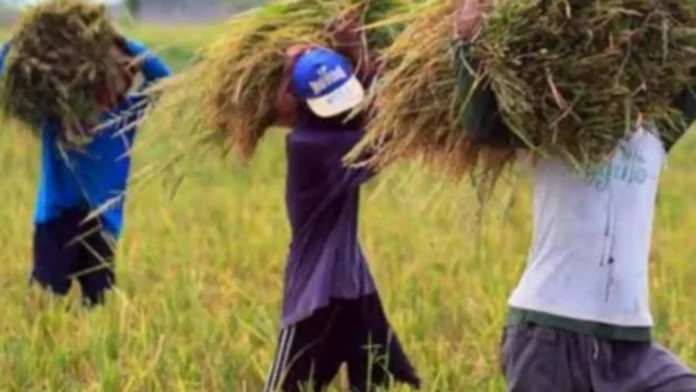 maagang-perwisyo-kan-el-nio-agrikultura-ikinakabalaka-domino-effect-ekonomiya-asin-food-security-posibleng-mangyari