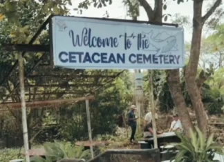 Mga nagadan na Marine Mammals tinatawan man pagrespeto tuyong undas sa paagi kan Cetacean Cemetery