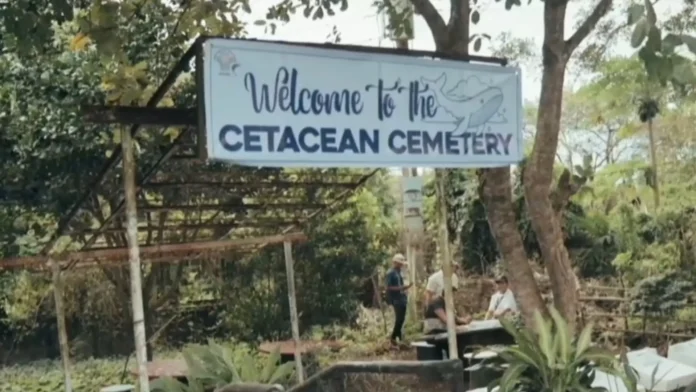 nagadan-marine-mammals-tinatawan-man-pagrespeto-tuyong-undas-paagi-kan-cetacean-cemetery