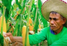 Presidente Marcos, Pinirmahan an Executive Order No. 129 para Itaas an Minimum Access Volume sa Mais
