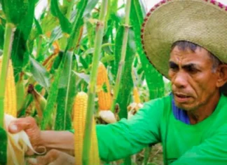 Presidente Marcos, Pinirmahan an Executive Order No. 129 para Itaas an Minimum Access Volume sa Mais