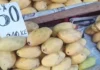 Presyo kan mangga, padagos na malangkaw huli sa kakulangan nin suplay