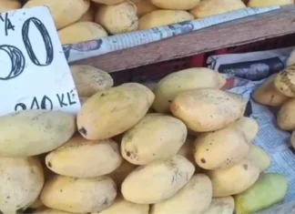 Presyo kan mangga, padagos na malangkaw huli sa kakulangan nin suplay