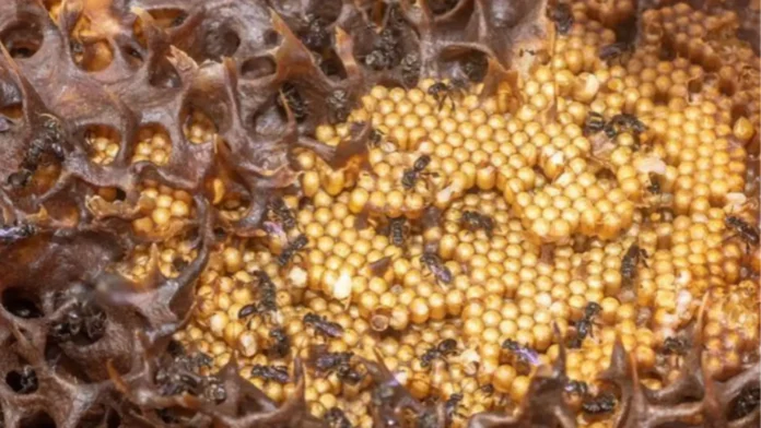 regional-apiculture-center-nagpagirumdom-paraoma-asin-beekeeper-iwasan-paggamit-kan-pestecide-tangani-dae-mameligro-stingless-bees